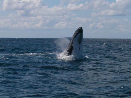 journée baleine...